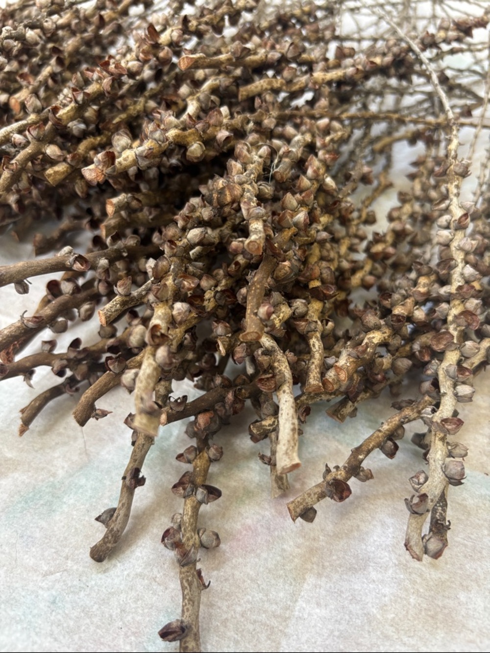 Bundle of Natural Dried Seeded Branch Stems - Brown (1) - Picture 2 of 5